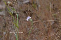 Tricholepis glaberrima